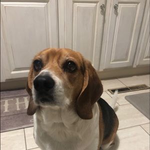 Meet your Posher, Maggie